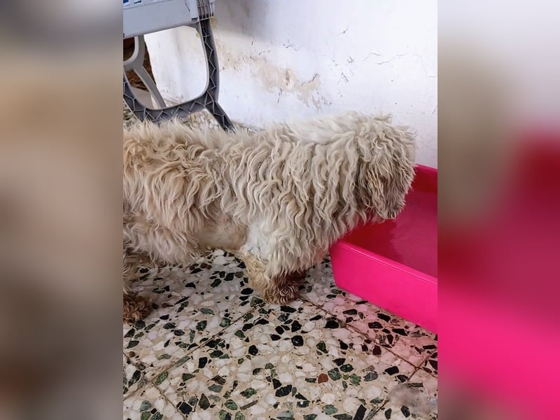 Casper sucht sein Glück