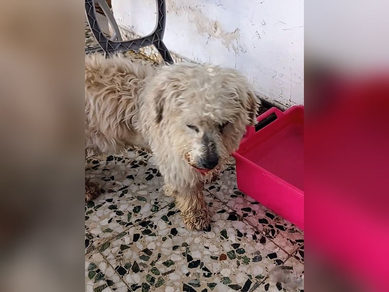 Casper sucht sein Glück