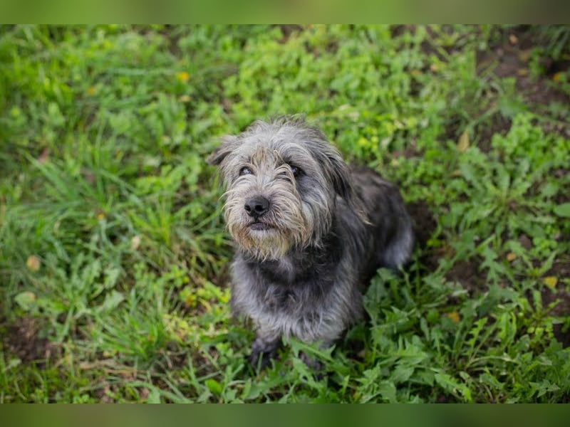 SHARON - Kleine junge Frohnatur sucht ein liebevolles Zuhause
