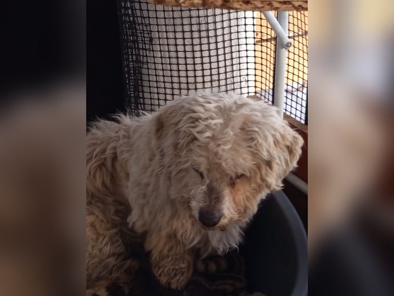 Casper sucht sein Glück