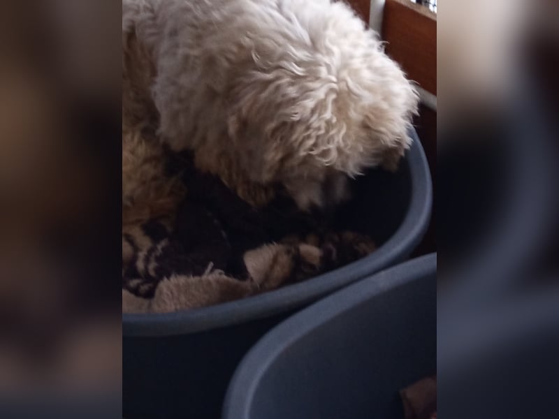 Casper sucht sein Glück