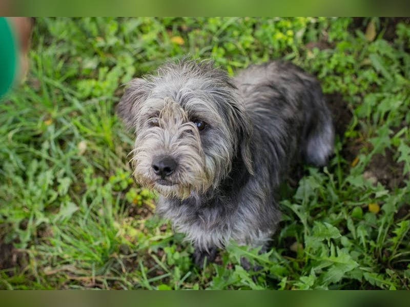 SHARON - Kleine junge Frohnatur sucht ein liebevolles Zuhause