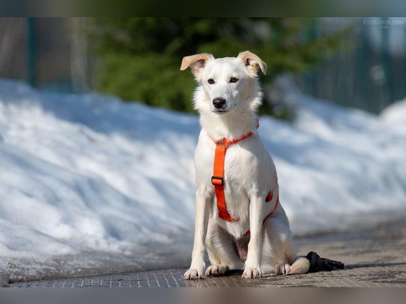 Sensible Snezhka sucht ihre Menschen