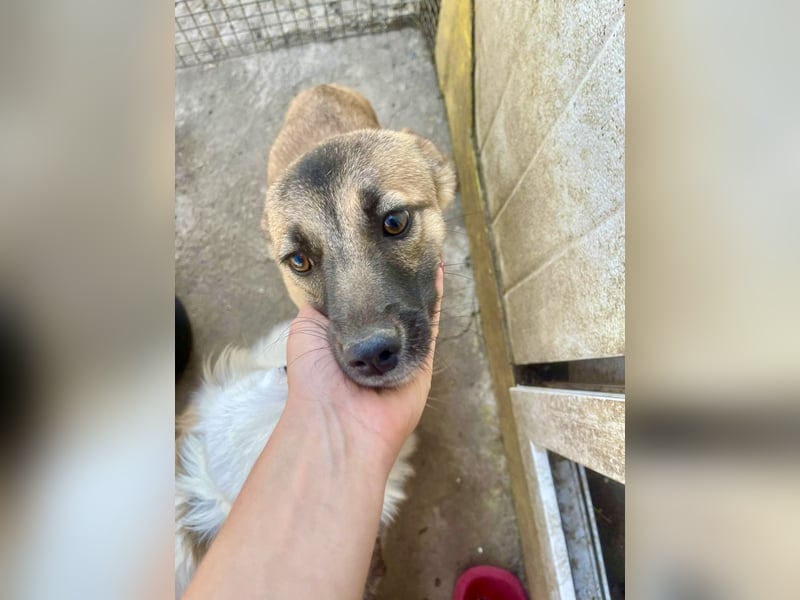 Suki - Kuschelmaus sucht Zuhaus