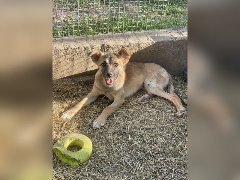 Suki - Kuschelmaus sucht Zuhaus
