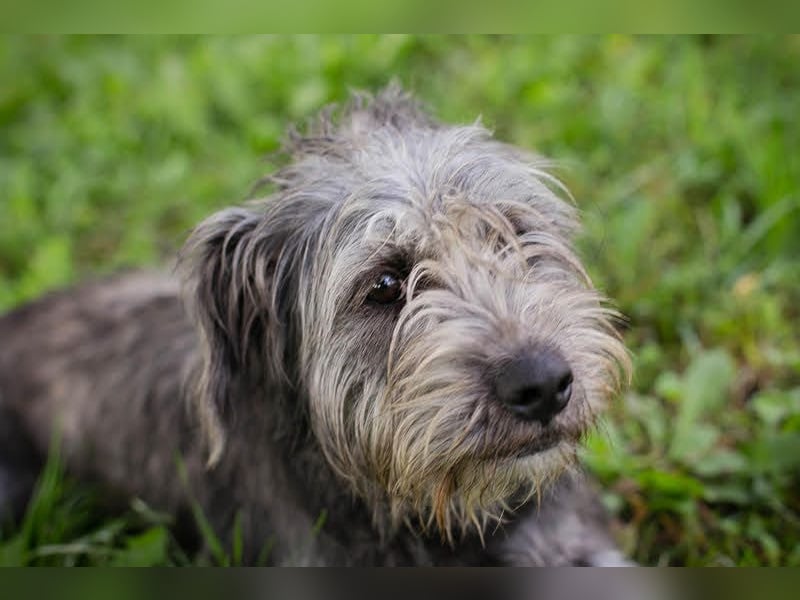 SHARON - Kleine junge Frohnatur sucht ein liebevolles Zuhause