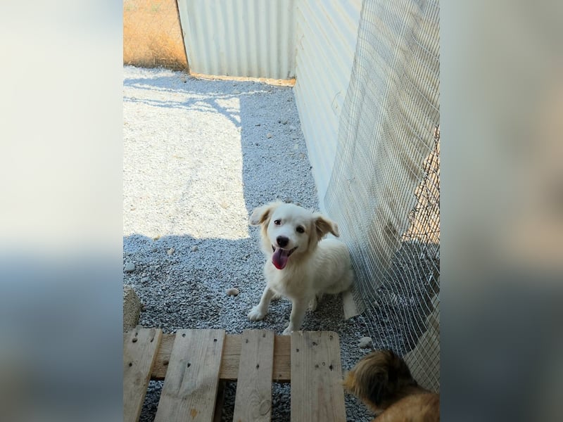 Sakis ist ein echter Traumhund
