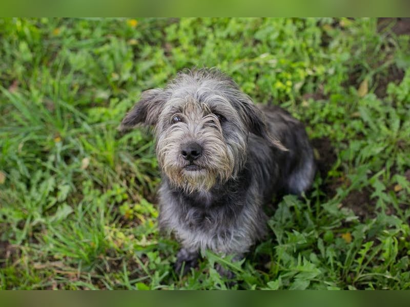 SHARON - Kleine junge Frohnatur sucht ein liebevolles Zuhause
