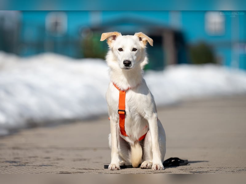 Sensible Snezhka sucht ihre Menschen