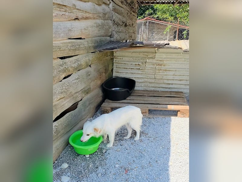 Sakis ist ein echter Traumhund