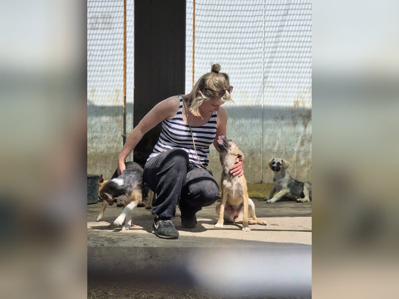 Suki - Kuschelmaus sucht Zuhaus