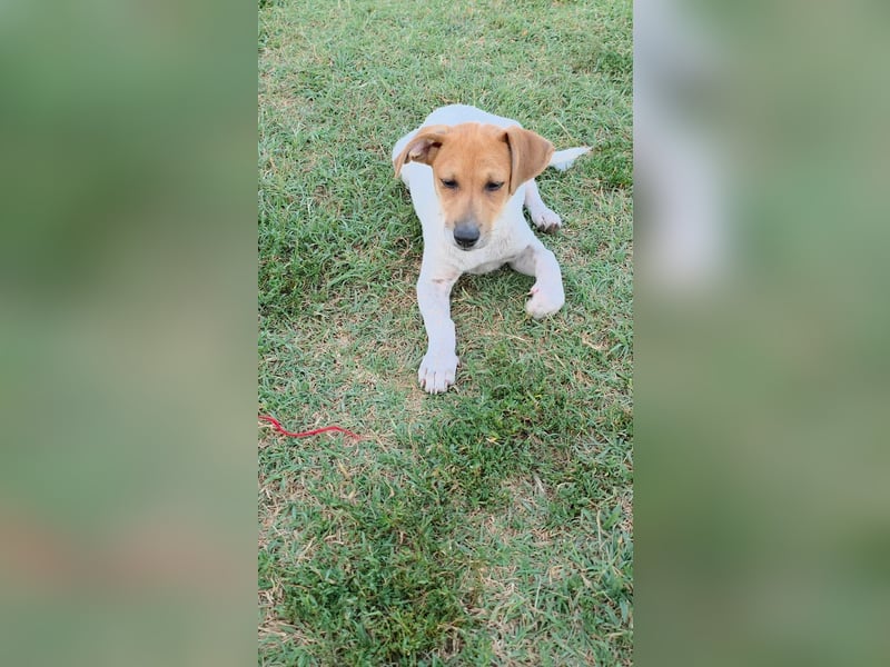 Muffin sucht sein Für-immer-Zuhause!