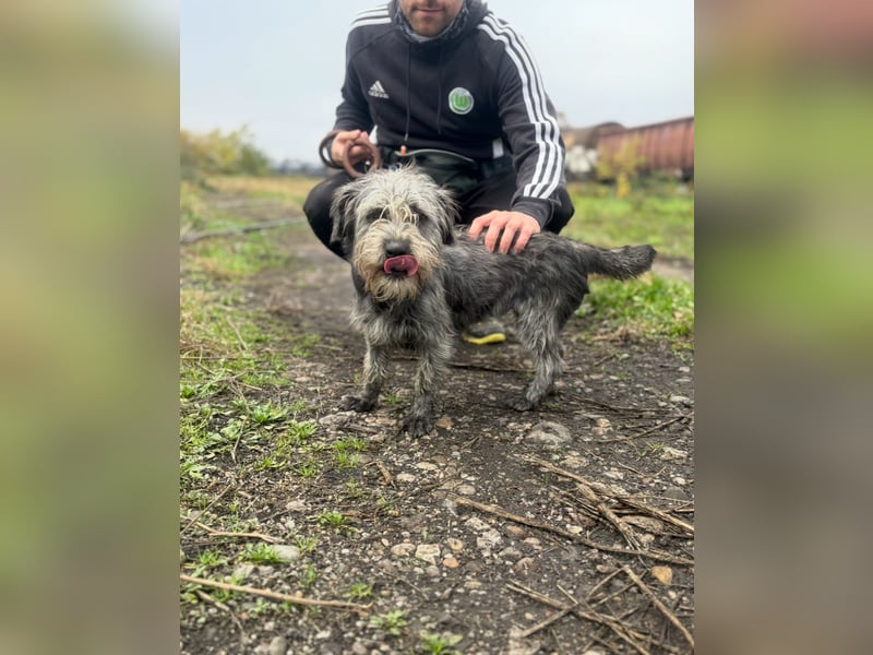 SHARON - Kleine junge Frohnatur sucht ein liebevolles Zuhause