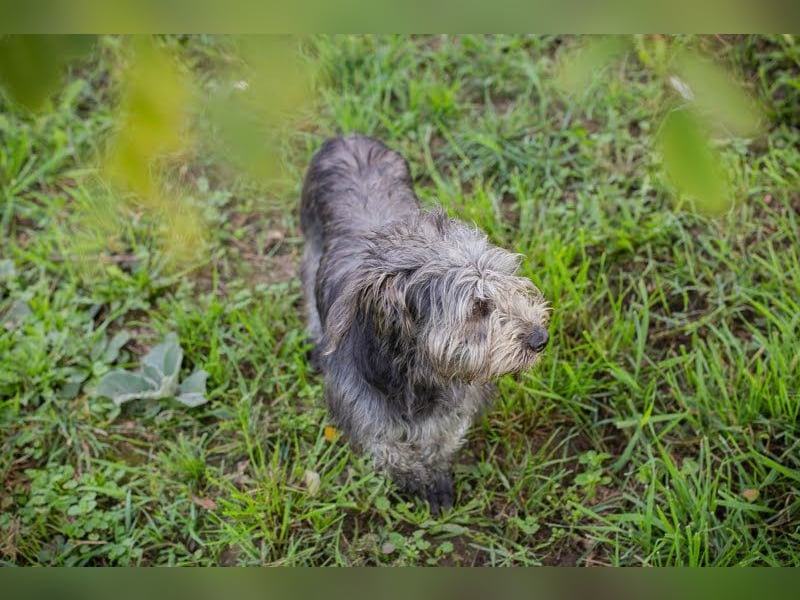 SHARON - Kleine junge Frohnatur sucht ein liebevolles Zuhause