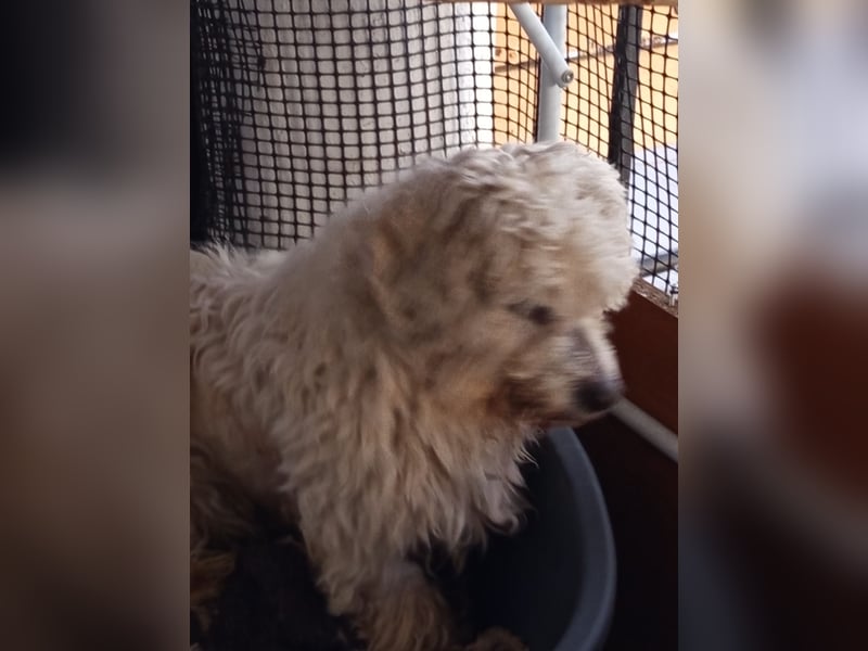 Casper sucht sein Glück