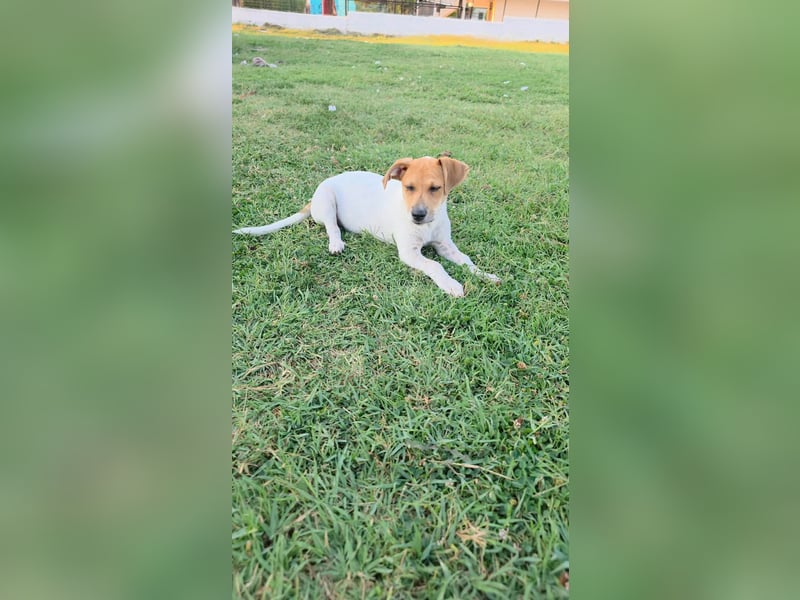 Muffin sucht sein Für-immer-Zuhause!