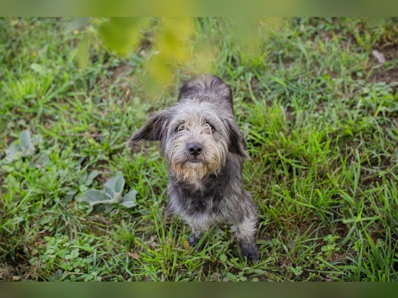 SHARON - Kleine junge Frohnatur sucht ein liebevolles Zuhause