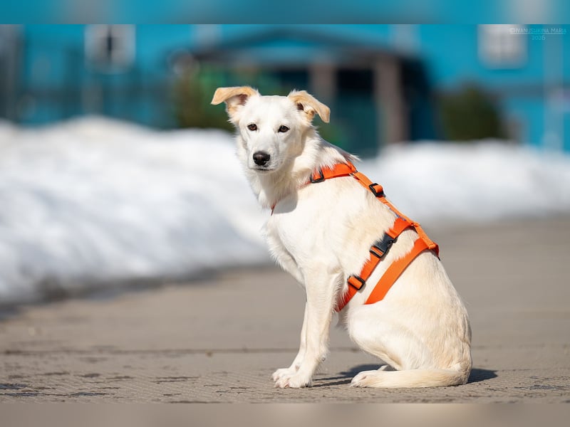 Sensible Snezhka sucht ihre Menschen