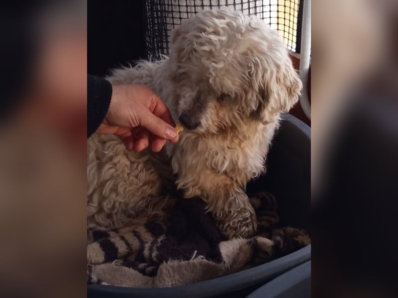 Casper sucht sein Glück
