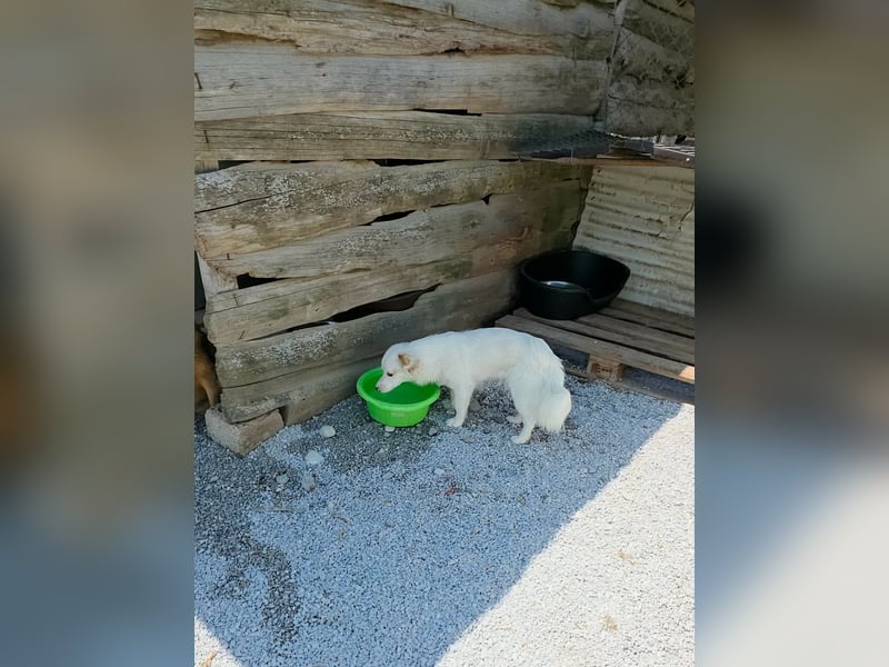 Sakis ist ein echter Traumhund