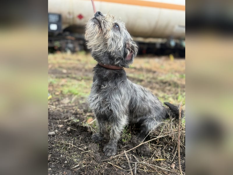 SHARON - Kleine junge Frohnatur sucht ein liebevolles Zuhause