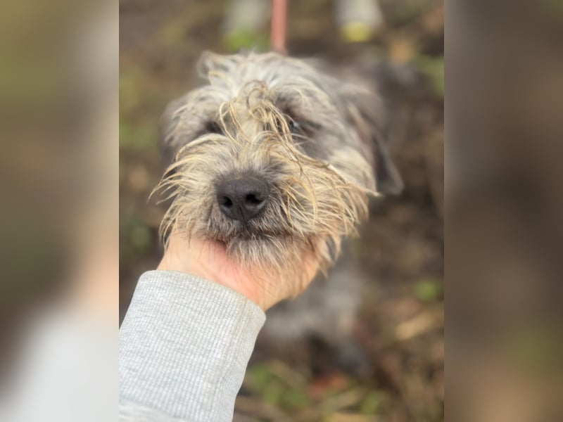 SHARON - Kleine junge Frohnatur sucht ein liebevolles Zuhause