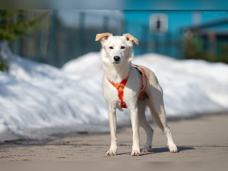 Sensible Snezhka sucht ihre Menschen