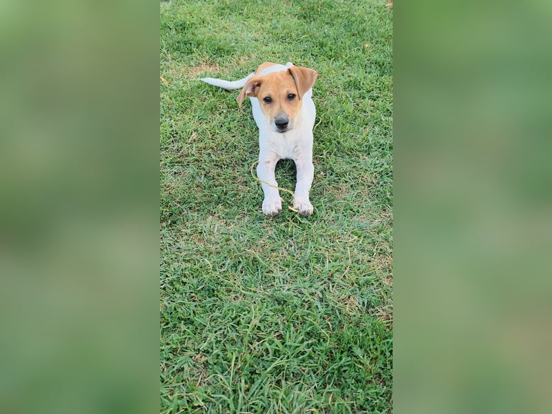 Muffin sucht sein Für-immer-Zuhause!