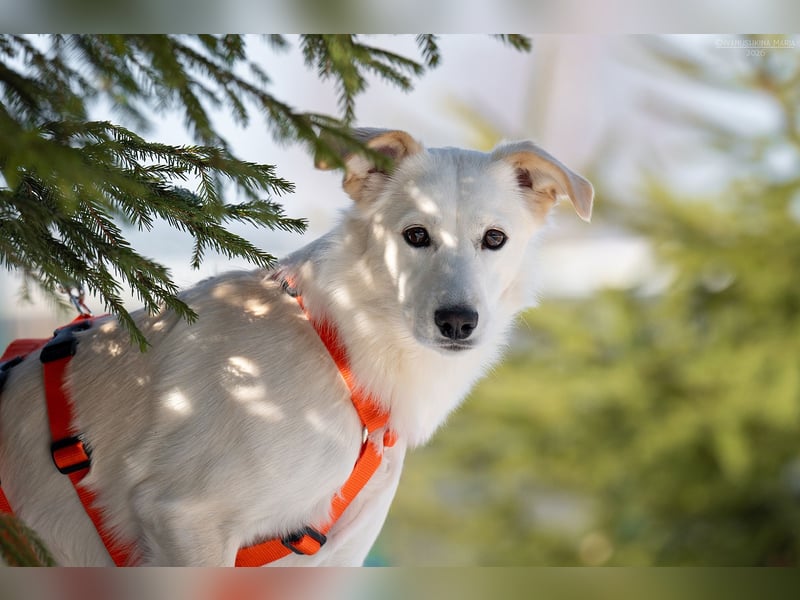 Sensible Snezhka sucht ihre Menschen