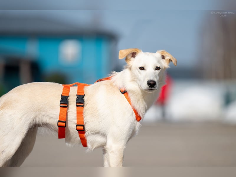 Sensible Snezhka sucht ihre Menschen