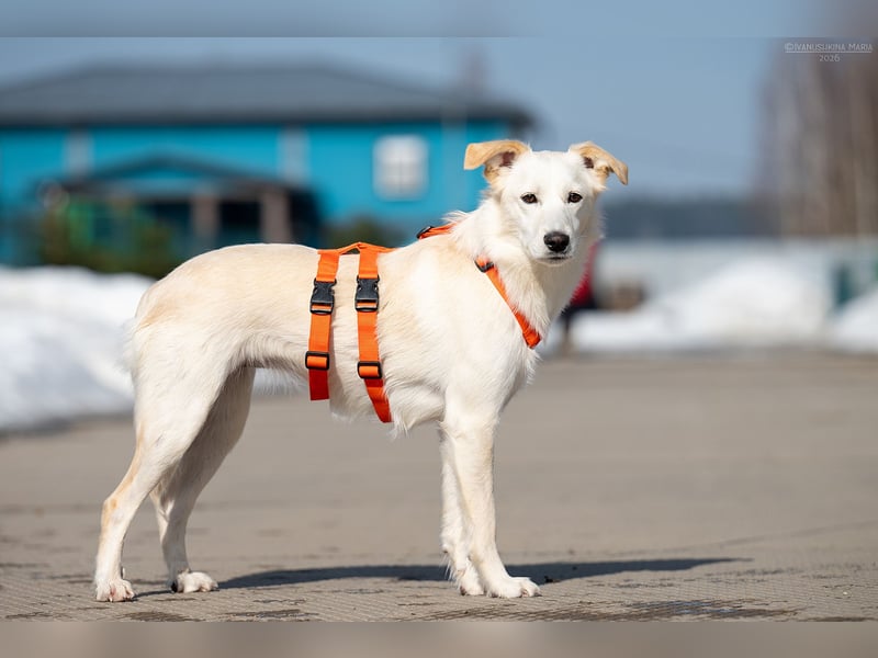 Sensible Snezhka sucht ihre Menschen