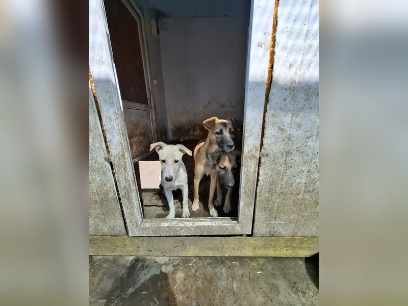 Suki - Kuschelmaus sucht Zuhaus