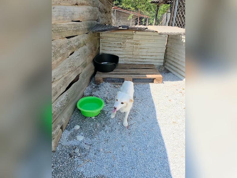Sakis ist ein echter Traumhund