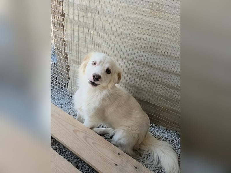 Sakis ist ein echter Traumhund