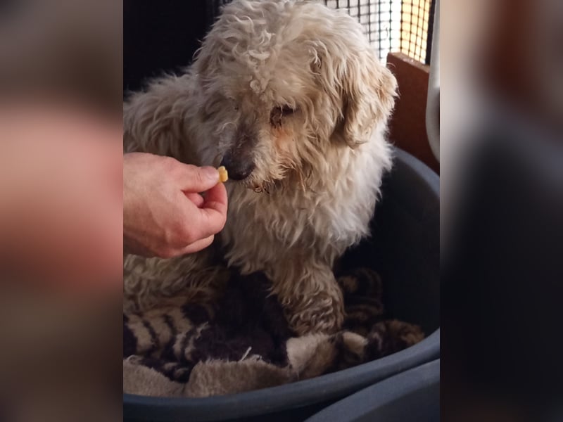 Casper sucht sein Glück