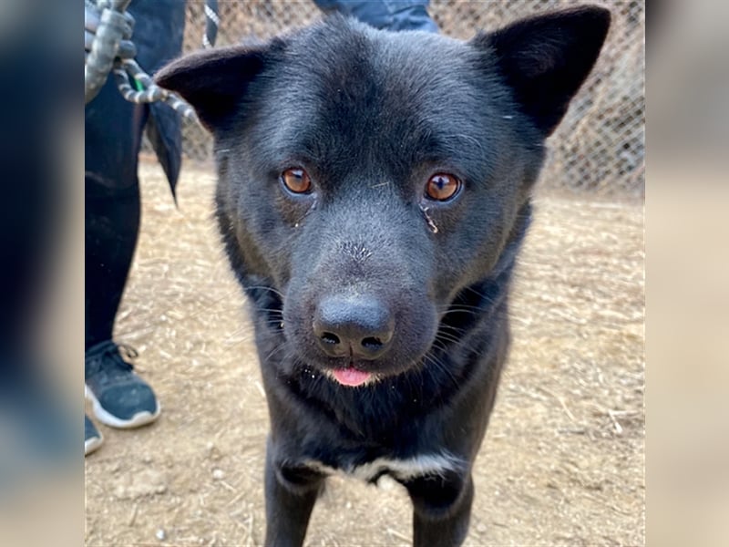 Bambi, ein zurückhaltender sanfter rüde,5 Jahre alt,ca 14 kg.für immer Zuhause gesucht