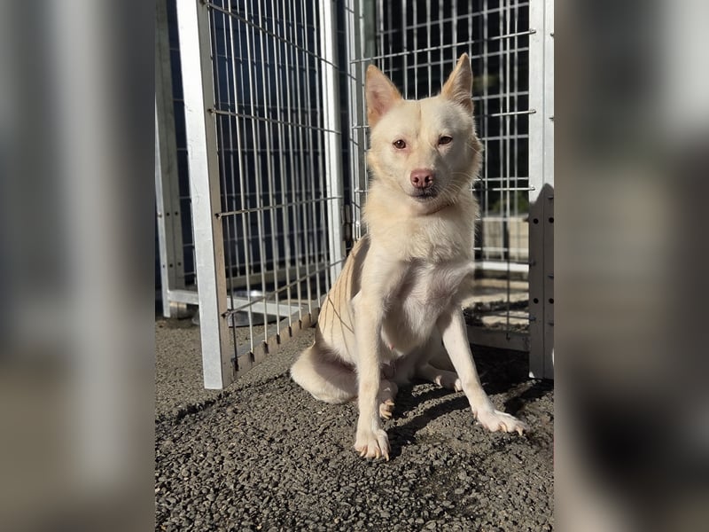 Timo, Hundemädchen sucht geduldige Familie