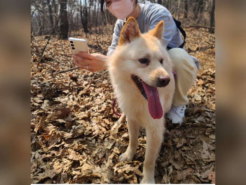 Royce ein flauschiger Rüde, ca.3 Jahre alt,ca 15 Kg,sucht Traumzuhause
