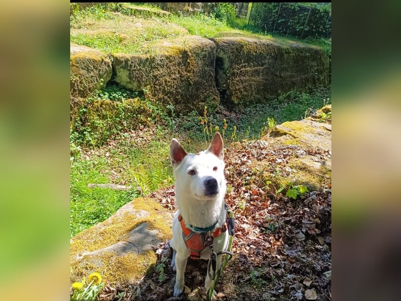 Yang, ein Rohdiamant sucht dringend sein Zuhause