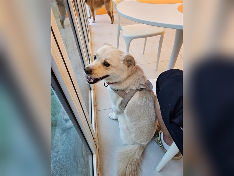 Porthos, 6 Jahre, ca 17 kg. kinderfreundlich,sucht ein tolles Zuhause