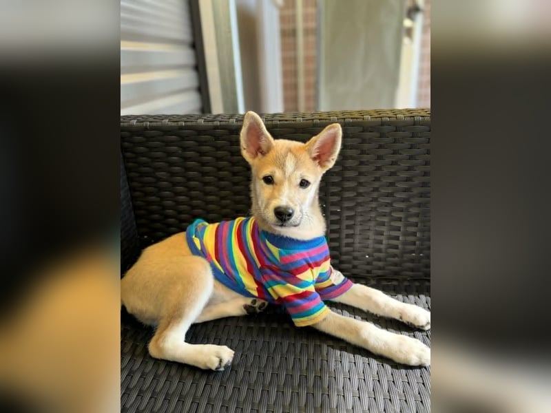 Kaebi, niedliches Welpenmädchen