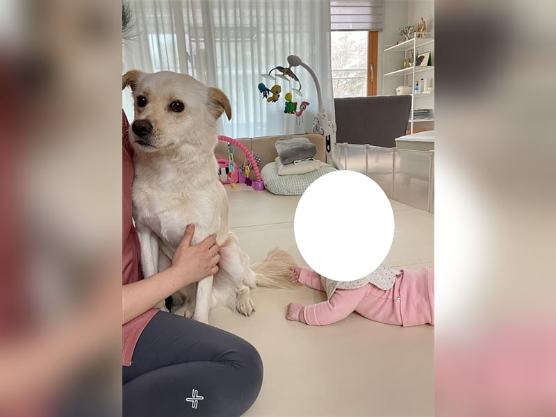 Porthos, 6 Jahre, ca 17 kg. kinderfreundlich,sucht ein tolles Zuhause