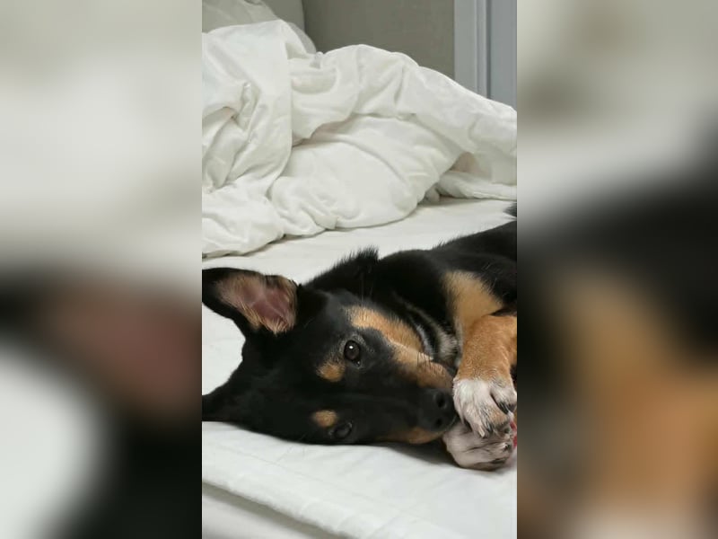 Oreo, verspieltes, junges Hundemädchen