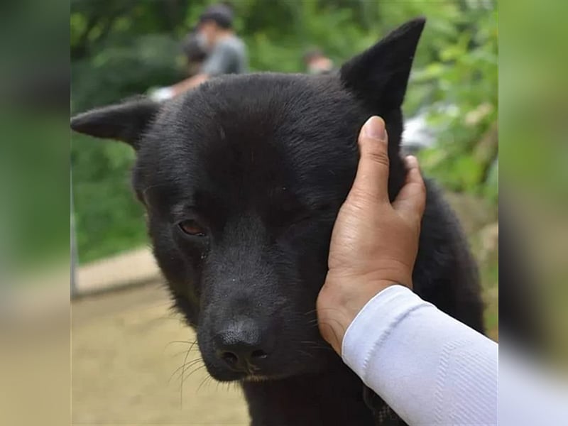 Bambi, ein zurückhaltender sanfter rüde,5 Jahre alt,ca 14 kg.für immer Zuhause gesucht