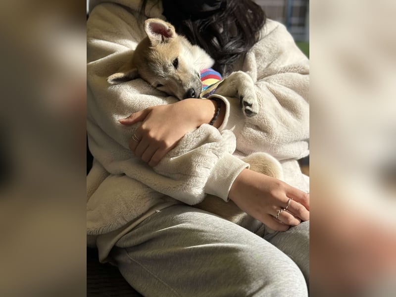 Kaebi, niedliches Welpenmädchen