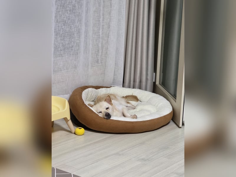 Jisoon, kluge, sehr menschenzogene Hündin