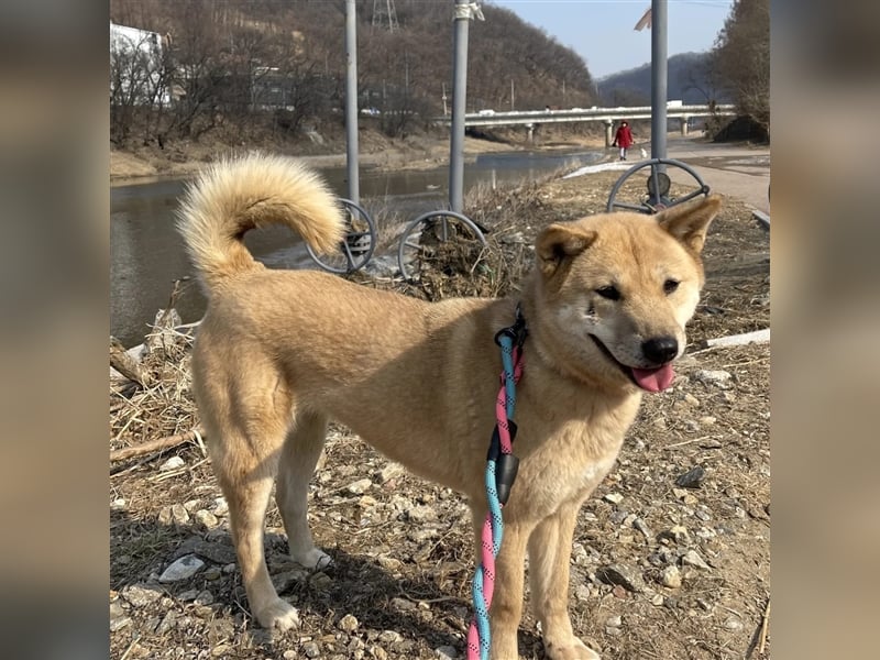 Flo  superliebe shiba mix-Hündin,Ca.20 kg,sucht wundervolles Zuhause