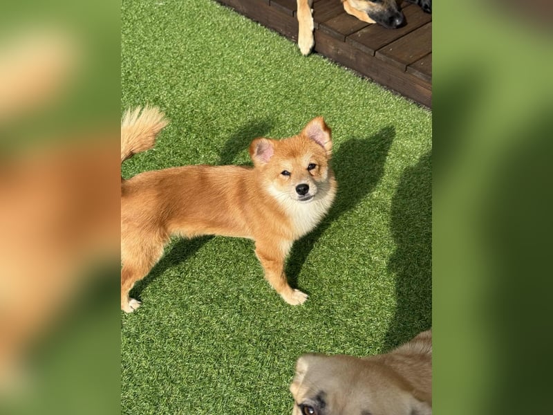 Bamju - klein, verspielt, liebevoll