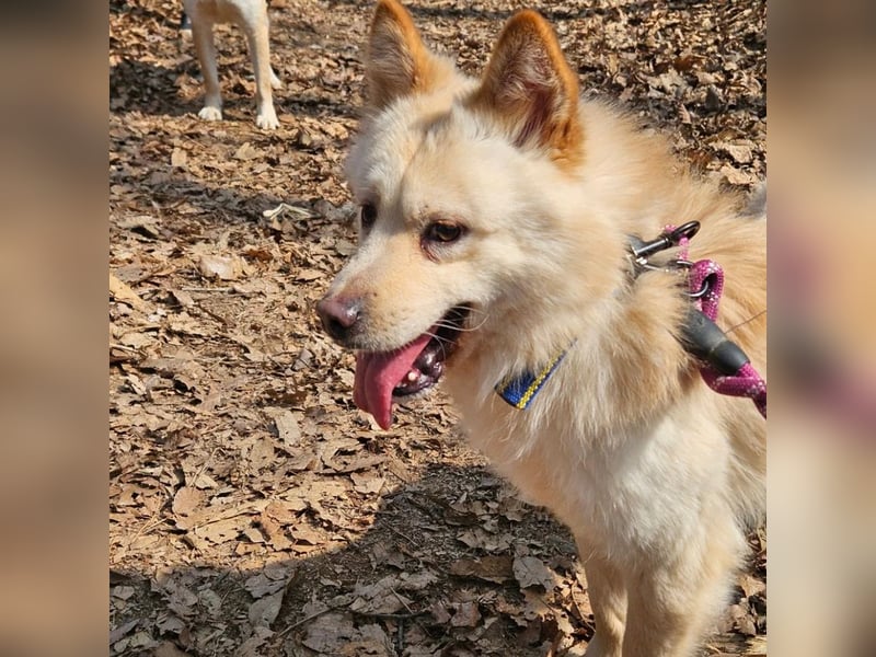 Royce ein flauschiger Rüde, ca.3 Jahre alt,ca 15 Kg,sucht Traumzuhause