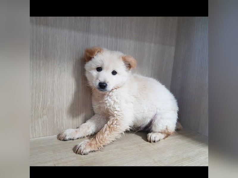 Royce ein flauschiger Rüde, ca.3 Jahre alt,ca 15 Kg,sucht Traumzuhause